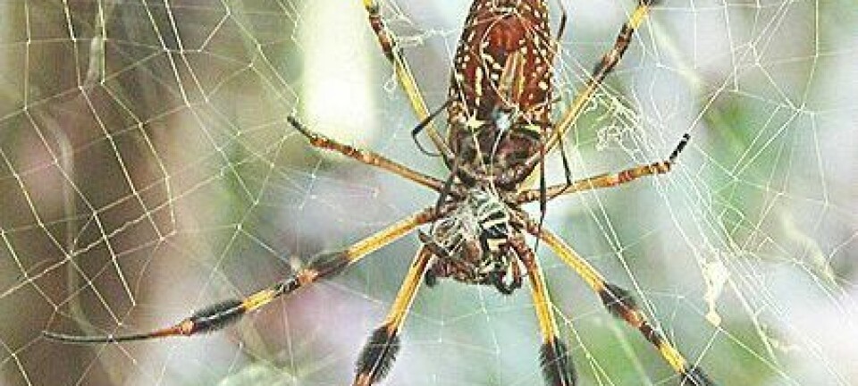 Edderkopper er for aggressive til å produsere silke kommersielt, men nå har forskere funnet råd. (Foto: C. Frank Starmer / Wikipedia)