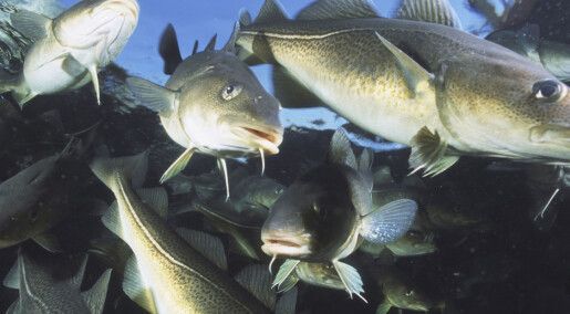 Mye torsk i Barentshavet påvirker andre fiskeslag
