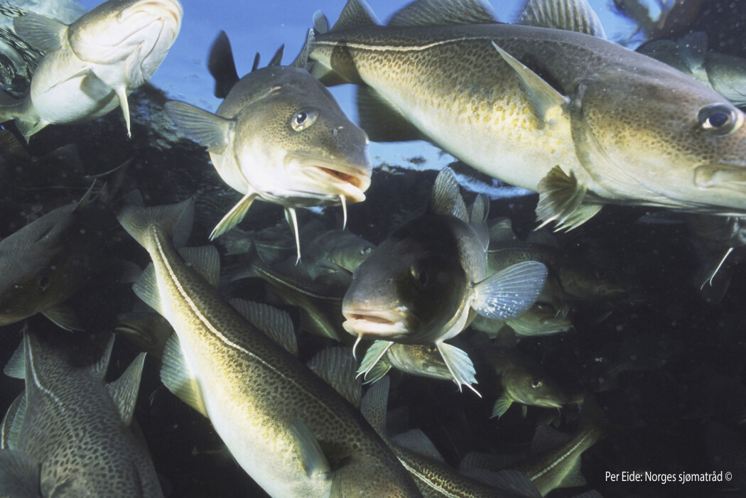 Torsken er høyt oppe i næringskjeden i havet og fisken har større innvirkning på resten av fiskesamfunnet enn hva forskere tidligere har vært klar over. Torsken er høyt oppe i næringskjeden i havet og fisken har større innvirkning på resten av fiskesamfunnet enn hva forskere tidligere har vært klar over.