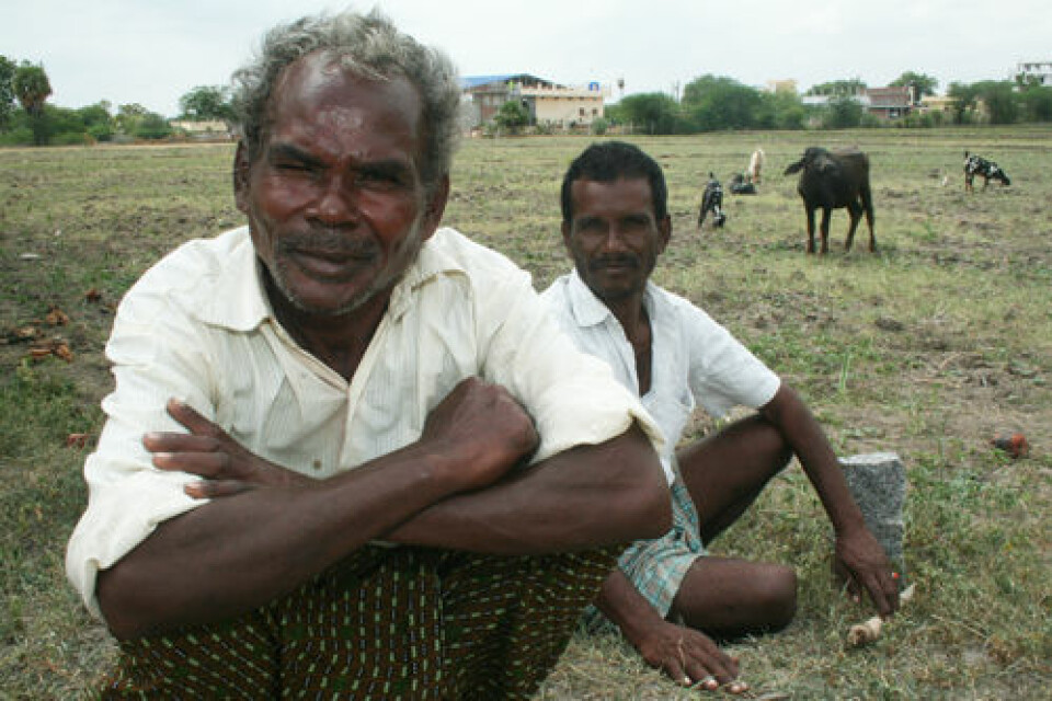 To menn vokter buskapen. Flertallet av Indias fattige bor og arbeider på landsbygda. (Foto: Asle Rønning)