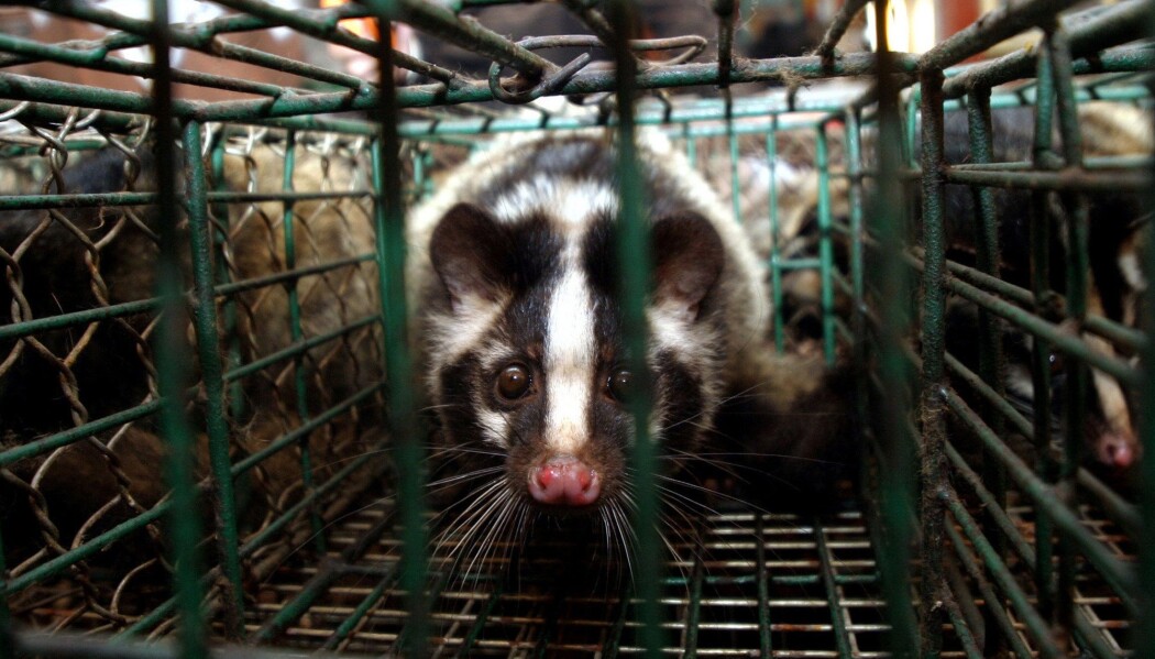 En sibetkatt i et bur på et marked i Guangdong provinsen, sør i Kina. Sibetkatter var bærere av SARS-viruset som oppstod i desember i 2003. SARS hadde en dødelighet på rundt 10 prosent og ble stoppet før det ble en pandemi. En sibetkatt i et bur på et marked i Guangdong provinsen, sør i Kina. Sibetkatter var bærere av SARS-viruset som oppstod i desember i 2003. SARS hadde en dødelighet på rundt 10 prosent og ble stoppet før det ble en pandemi.