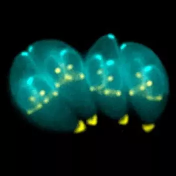 Toxoplasmaceller med datterceller på inndisa. (Foto: Ke Hu og John Murray)