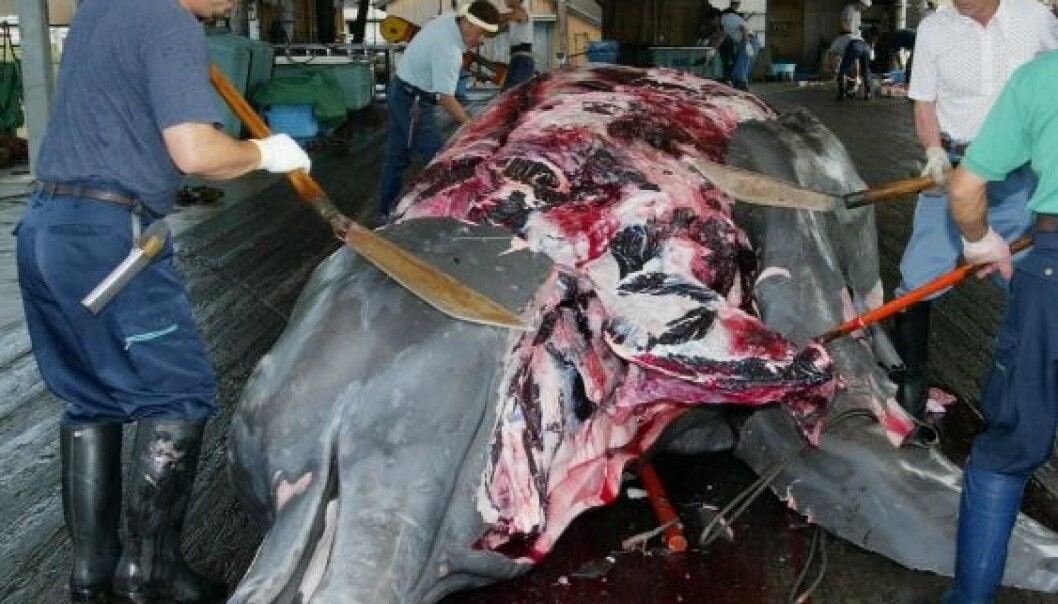 Foreslår kvotesystem for hvalfangst