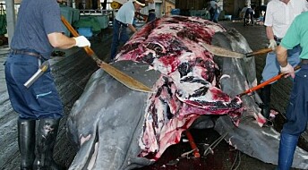 Foreslår kvotesystem for hvalfangst