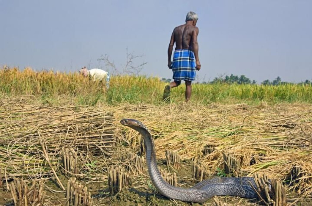 Hvert år biter den indiske kobraen (Naja naja) millioner av mennesker i selvforsvar. Men det er ikke sikkert den har utviklet giften for å forsvare seg Hvert år biter den indiske kobraen (Naja naja) millioner av mennesker i selvforsvar. Men det er ikke sikkert den har utviklet giften for å forsvare seg