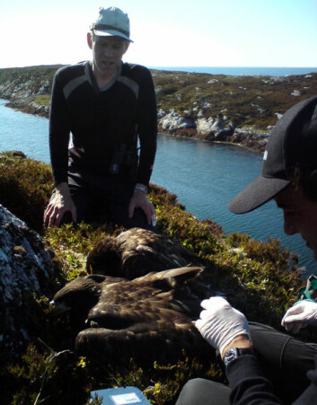 Her er havørn-hunnen som nå hekker i Irland, da hun ble hentet i 2009. Søstra ble igjen i reiret på Frøya. (Foto: Inge Dahlø)