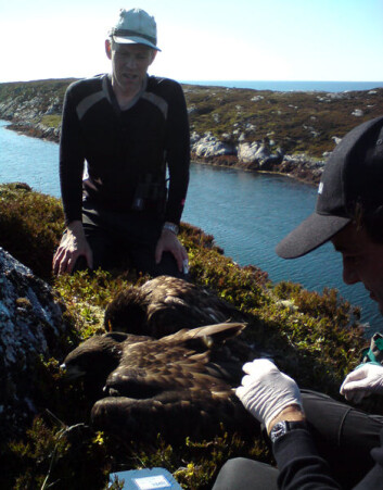 Her er havørn-hunnen som nå hekker i Irland, da hun ble hentet i 2009. Søstra ble igjen i reiret på Frøya. (Foto: Inge Dahlø) Her er havørn-hunnen som nå hekker i Irland, da hun ble hentet i 2009. Søstra ble igjen i reiret på Frøya. (Foto: Inge Dahlø)