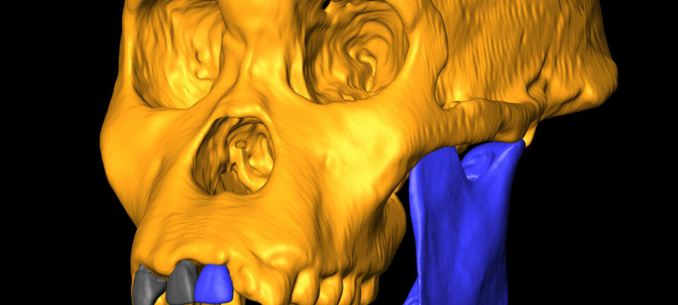 Rekonstruert Australopithecus-hodeskalle. (Bilde: Lee R. Berger, University of Witwatersrand. Rekonstruksjon ved Kristian Carlson. Wikimedia Commons.)
