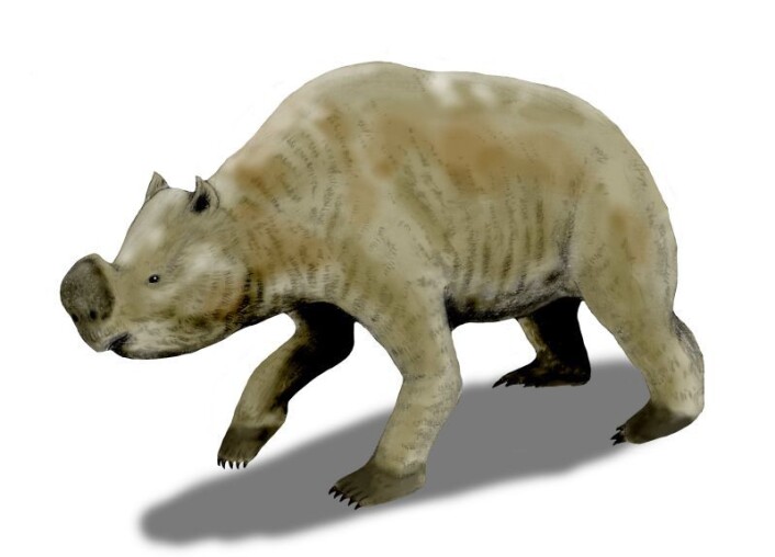 Zygomaturus trilobus var et stort pungdyr som ble rundt 1,5 meter høyt, 2,5 meter langt og veide rundt 500 kilo. (Foto: (Illustrasjon: Nobu Tamura/Wikimedia Commons)) Zygomaturus trilobus var et stort pungdyr som ble rundt 1,5 meter høyt, 2,5 meter langt og veide rundt 500 kilo. (Foto: (Illustrasjon: Nobu Tamura/Wikimedia Commons))