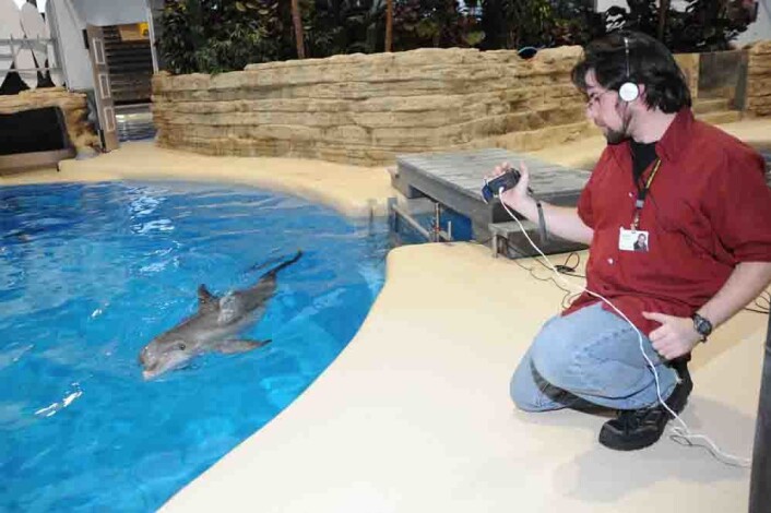 Forsker Jason Bruck brukte sommeren til å avslutte sin doktoravhandling, og resultatene hans peker mot at delfiner har svært god hukommelse, kanskje den beste i dyreverdenen? (Foto: Jim Schulz/Chicago Zoological Society) Forsker Jason Bruck brukte sommeren til å avslutte sin doktoravhandling, og resultatene hans peker mot at delfiner har svært god hukommelse, kanskje den beste i dyreverdenen? (Foto: Jim Schulz/Chicago Zoological Society)