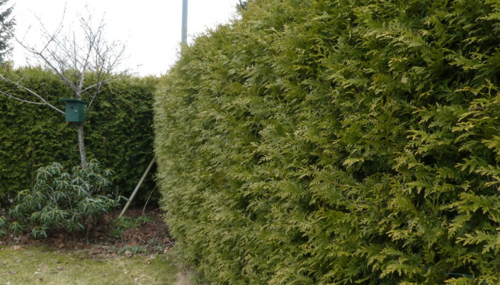 Når vi undersøker importert tuja for blindpassasjerer finner vi svært mange. I bladverket sitter det gjerne edderkopper, biller og sommerfugler, og jordklumpen er full av insekter, spretthaler og frø. Når vi undersøker importert tuja for blindpassasjerer finner vi svært mange. I bladverket sitter det gjerne edderkopper, biller og sommerfugler, og jordklumpen er full av insekter, spretthaler og frø.
