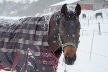 Hest med dekken. (Foto: Morten Günther) Hest med dekken. (Foto: Morten Günther)