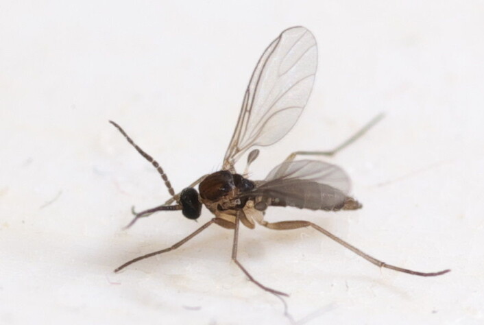 Noen ganger kan livet fortone seg litt sørgelig. Og for artene i familien sørgemygg (Sciaridae) er det mer stusslig enn for de fleste skulle man tro. (Foto: Jean-Raphaël Guillaumin) Noen ganger kan livet fortone seg litt sørgelig. Og for artene i familien sørgemygg (Sciaridae) er det mer stusslig enn for de fleste skulle man tro. (Foto: Jean-Raphaël Guillaumin)