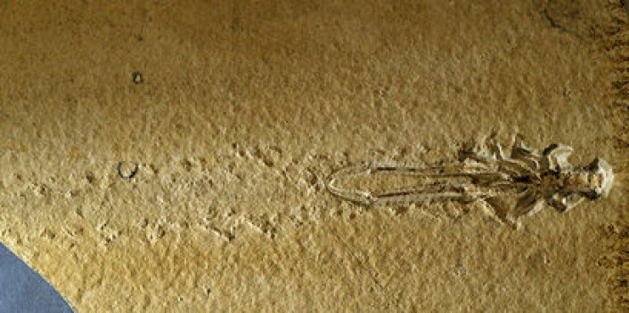 Krepsen på bildet er funnet i kalksteinen i Solnhofen. Både krepsen og de siste sporene etter den er bevart. (Foto: Per Aas, NHM)