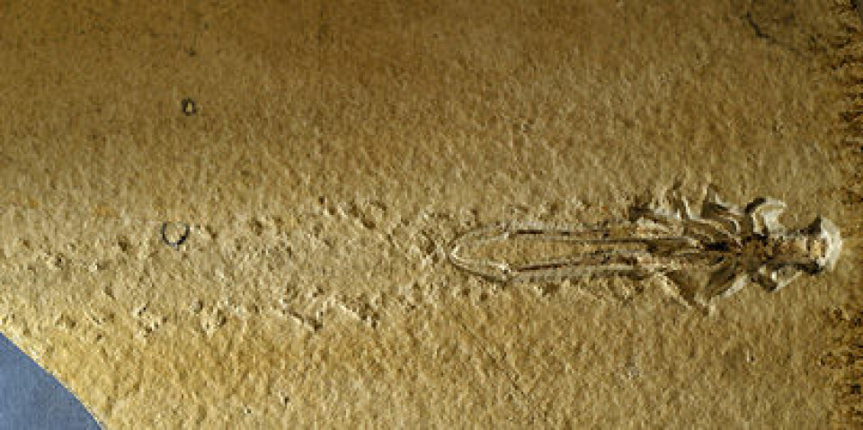 Krepsen på bildet er funnet i kalksteinen i Solnhofen. Både krepsen og de siste sporene etter den er bevart. (Foto: Per Aas, NHM)