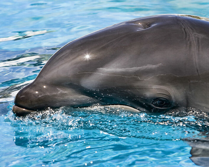 En delfin som danser på vannoverflaten bør passe seg for lynet. (Foto: Mark Interrante/Wikimedia Commons) En delfin som danser på vannoverflaten bør passe seg for lynet. (Foto: Mark Interrante/Wikimedia Commons)