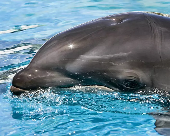En delfin som danser på vannoverflaten bør passe seg for lynet. (Foto: Mark Interrante/Wikimedia Commons)