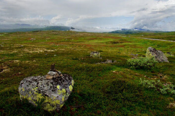 Hardangervidda. (Foto: www.colourbox.no) Hardangervidda. (Foto: www.colourbox.no)
