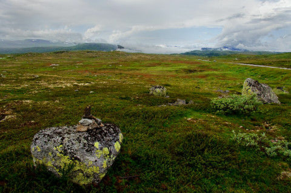 Hardangervidda. (Foto: www.colourbox.no)