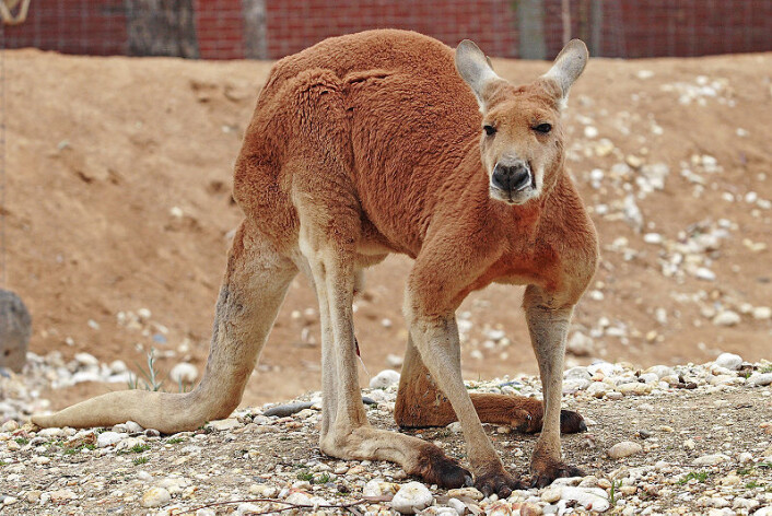 Den røde kenguruen (Macropus rufus) er et av de få gjenlevende megafauna-medlemmene i Australia. Hannene kan bli opp mot 2,5 meter lange med halen, og kan hoppe 9 meter i ett hopp. (Foto: flagstaffotos.com.au/Wikimedia Commons) Den røde kenguruen (Macropus rufus) er et av de få gjenlevende megafauna-medlemmene i Australia. Hannene kan bli opp mot 2,5 meter lange med halen, og kan hoppe 9 meter i ett hopp. (Foto: flagstaffotos.com.au/Wikimedia Commons)