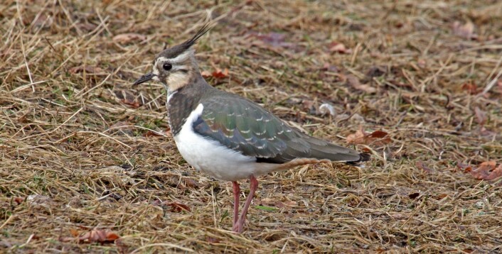 Vipe (Vanellus vanellus) er en yndet art og et kjært vår- og sommertegn. (Foto: Hans Petter Kristoffersen / Skog og landskap) Vipe (Vanellus vanellus) er en yndet art og et kjært vår- og sommertegn. (Foto: Hans Petter Kristoffersen / Skog og landskap)