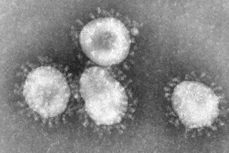 SARS forårsakes av et coronavirus, og den nye varianten ser nå ut til å kunne smitte mellom mennesker. (Foto: CDC/Wikimedia Creative Commons)