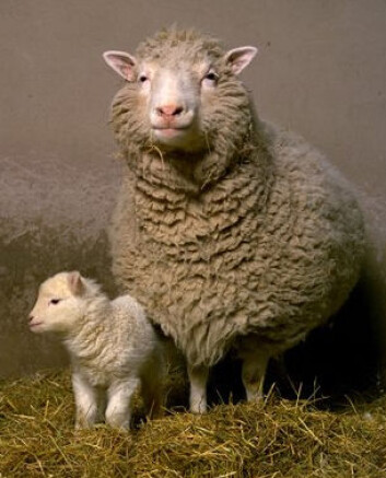 "Klonsauen Dolly sammen med sitt første lam, Bonnie. Foto: Roslin Institute." "Klonsauen Dolly sammen med sitt første lam, Bonnie. Foto: Roslin Institute."