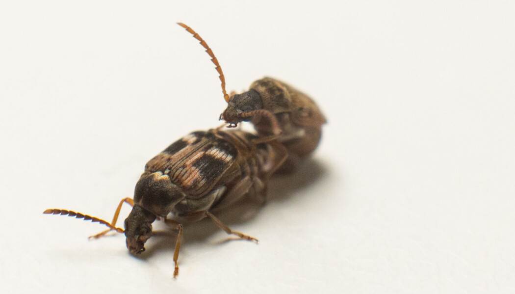 Når frøbiller av arten Callosobruchus maculatus formerer seg, sprøyter hannen vanvittige mengder sperm inn i hunnen. Hunnen parer seg nemlig med mange hanner, så konkurransen mellom hannene foregår for det meste på spermnivå. Når frøbiller av arten Callosobruchus maculatus formerer seg, sprøyter hannen vanvittige mengder sperm inn i hunnen. Hunnen parer seg nemlig med mange hanner, så konkurransen mellom hannene foregår for det meste på spermnivå.
