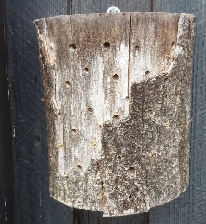 Min fars hullete kubbe fra 2002: alle insekthotellers stammor. Foto: Rune Aanderaa Min fars hullete kubbe fra 2002: alle insekthotellers stammor. Foto: Rune Aanderaa