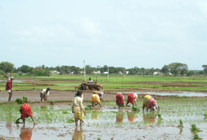 Ris dyrket på tradisjonell måte krever mye vann og arbeidskraft, som her i delstaten Andhra Pradesh. Med usikre klimatiske forhold kan bøndene trenge et arsenal av mer robuste metoder. (Foto: Asle Rønning) Ris dyrket på tradisjonell måte krever mye vann og arbeidskraft, som her i delstaten Andhra Pradesh. Med usikre klimatiske forhold kan bøndene trenge et arsenal av mer robuste metoder. (Foto: Asle Rønning)