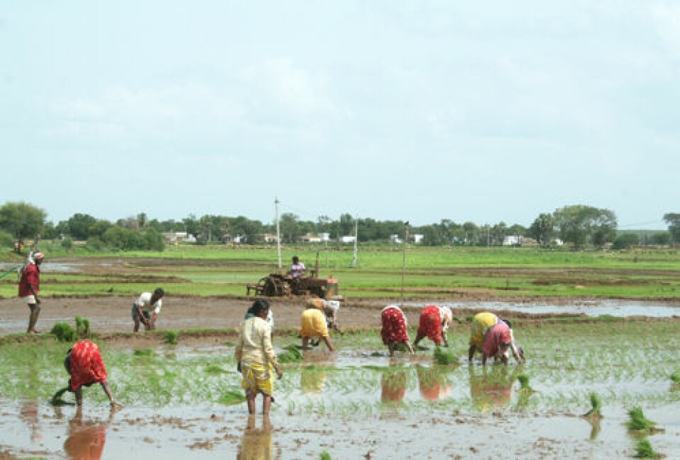 Ris dyrket på tradisjonell måte krever mye vann og arbeidskraft, som her i delstaten Andhra Pradesh. Med usikre klimatiske forhold kan bøndene trenge et arsenal av mer robuste metoder. (Foto: Asle Rønning)