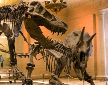 En kamp på liv og død mellom en Tyrannosaurus og en Triceratops må ha vært episk. Men la oss si at Tyrannosaurusen vant: hva skjedde så? Det foreslår amerikanske forskere nå en forklaring på. (Foto: worldchaos81/Flickr Creative Commons) En kamp på liv og død mellom en Tyrannosaurus og en Triceratops må ha vært episk. Men la oss si at Tyrannosaurusen vant: hva skjedde så? Det foreslår amerikanske forskere nå en forklaring på. (Foto: worldchaos81/Flickr Creative Commons)
