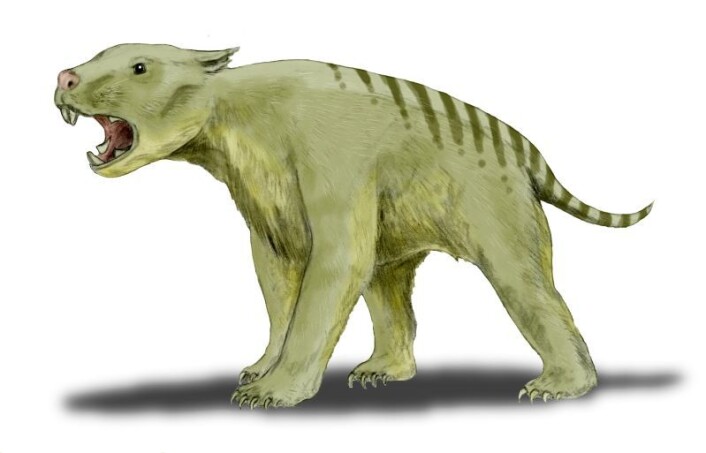 Thylacoleo carnifex, eller pungløven, var et rov-pungdyr som veide rundt hundre kilo. Den kunne bite like kraftig som en afrikansk løve på 250 kilo. (Foto: (Illustrasjon: Nobu Tamura/Wikimedia Commons)) Thylacoleo carnifex, eller pungløven, var et rov-pungdyr som veide rundt hundre kilo. Den kunne bite like kraftig som en afrikansk løve på 250 kilo. (Foto: (Illustrasjon: Nobu Tamura/Wikimedia Commons))