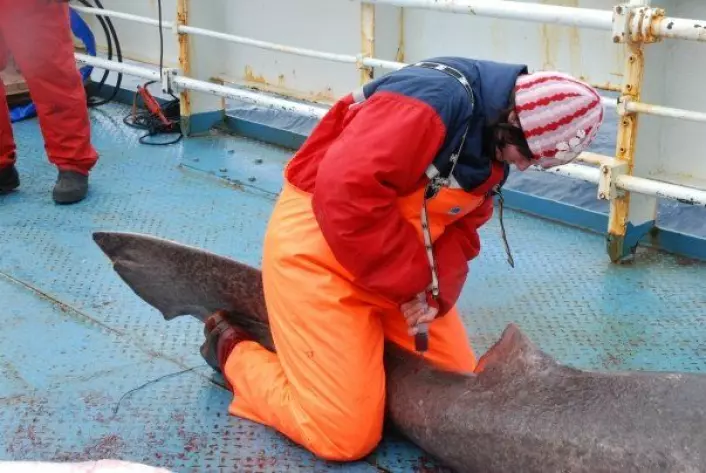 Blodprøvene som forskerne tok av de haiene rundt Svalbard, viste stor opphoping av miljøgifter. (Foto: Kristine Molde)