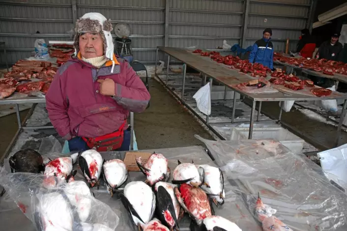 Efraim selger alker og reinsdyrkjøtt i Nuuk, hovedstaden på Grønland. På få tiår har Grønland gått fra et tradisjonelt fangssamfunn til et moderne samfunn. Kosten har endret seg, og det gir økt risiko for diabetes. (Foto: Aftenposten)
