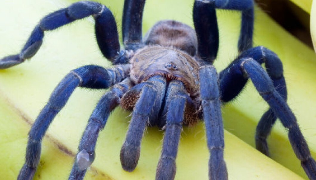 Edderkopper vokser i skremte øyne