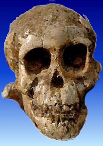 Selam var en et barn av arten A. afarensis og en av de viktige kildene til kunnskap om hvordan vi ble til. Selam var en et barn av arten A. afarensis og en av de viktige kildene til kunnskap om hvordan vi ble til.