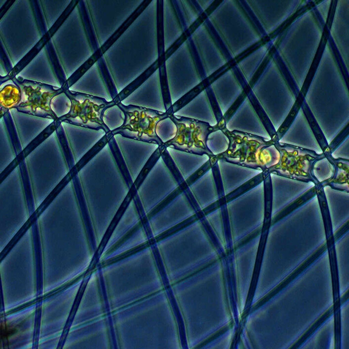 Planktonalgen Chaetoceros atlanticus. (Foto: Marina Montresor, SZN / Alfred Wegener Institute) Planktonalgen Chaetoceros atlanticus. (Foto: Marina Montresor, SZN / Alfred Wegener Institute)