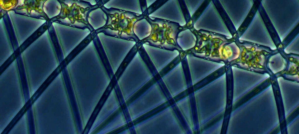 Planktonalgen Chaetoceros atlanticus. Marina Montresor, SZN / Alfred Wegener Institute
