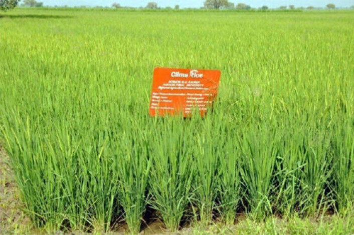 Forsøk med direkte såing av ris i to indiske landsbyer viser redusert vannforbruk og bedre økonomi for bøndene. (Foto: IWMI, Hyderabad) Forsøk med direkte såing av ris i to indiske landsbyer viser redusert vannforbruk og bedre økonomi for bøndene. (Foto: IWMI, Hyderabad)