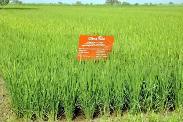 Forsøk med direkte såing av ris i to indiske landsbyer viser redusert vannforbruk og bedre økonomi for bøndene. (Foto: IWMI, Hyderabad)