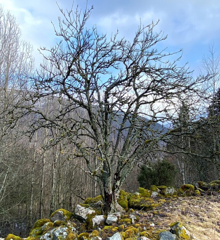 Om vinteren manglar rognetreet blad, men den vide krona er godt synleg. Vi ser også at dette gamle, fleirstamma rognetreet er dekka med lav og mose. Foto: Idunn Auestad. Om vinteren manglar rognetreet blad, men den vide krona er godt synleg. Vi ser også at dette gamle, fleirstamma rognetreet er dekka med lav og mose. Foto: Idunn Auestad.