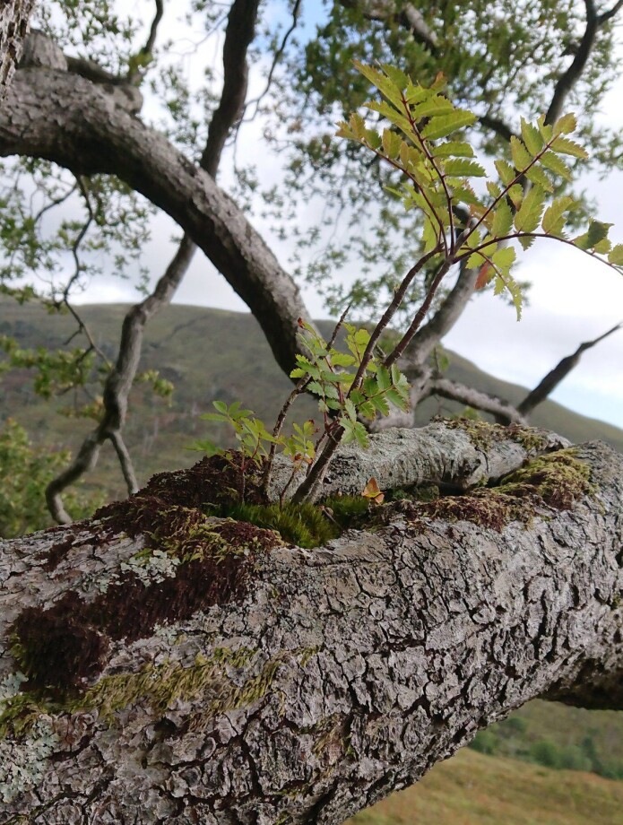Ei spretten lita flogrogn som ser ut til å trivast svært godt oppe i ei gammal eik i Glen Mallie, Lochaber i det skotske høglandet. I tillegg til å få rikeleg med lys i høgda, er rogna her i trygg avstand frå svoltne beitedyr. Foto: John MacDonald, Ei spretten lita flogrogn som ser ut til å trivast svært godt oppe i ei gammal eik i Glen Mallie, Lochaber i det skotske høglandet. I tillegg til å få rikeleg med lys i høgda, er rogna her i trygg avstand frå svoltne beitedyr. Foto: John MacDonald,