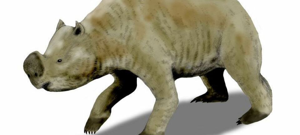 Zygomaturus trilobus var et stort pungdyr som ble rundt 1,5 meter høyt, 2,5 meter langt og veide rundt 500 kilo. (Illustrasjon: Nobu Tamura/Wikimedia Commons)