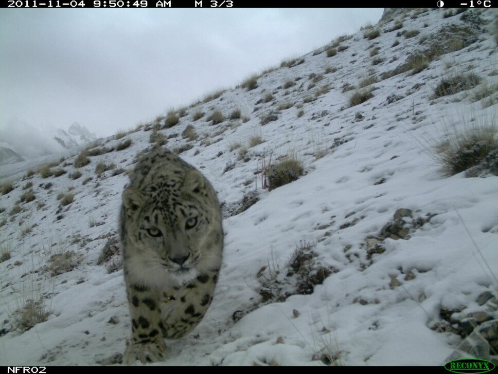 Picture of snow leopard taken with a wildlife camera.