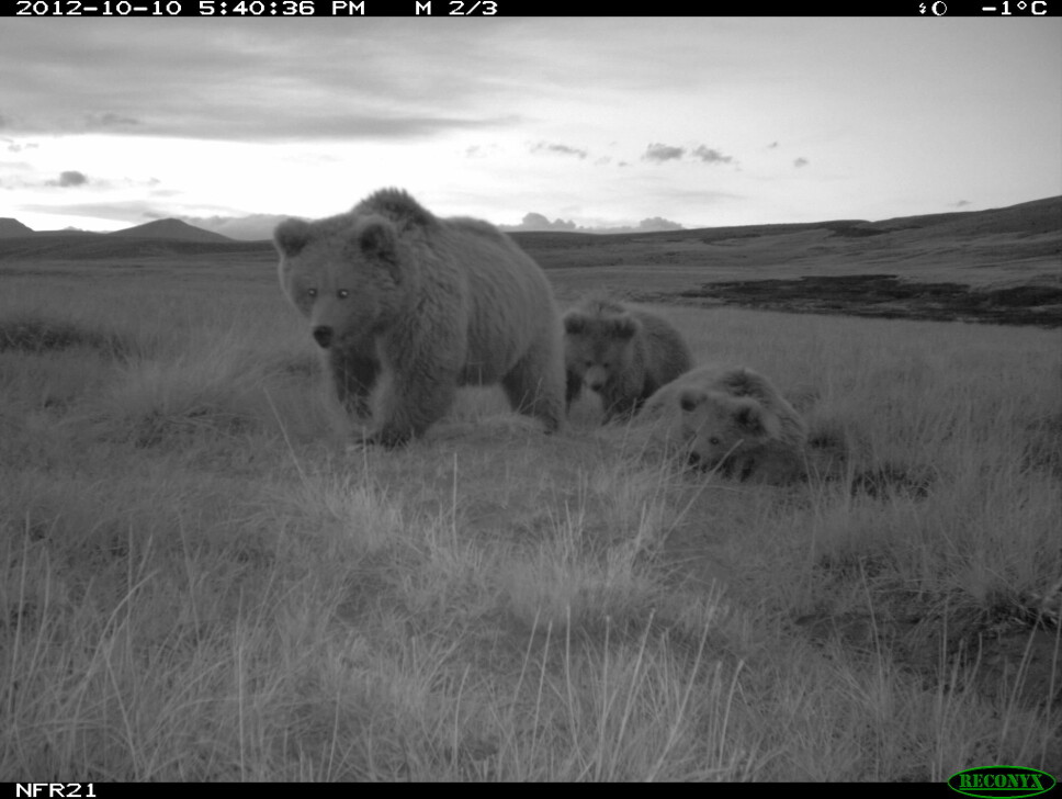 Picture of Himalayan brown bear taken with a wildlife camera. Mother with two cubs.