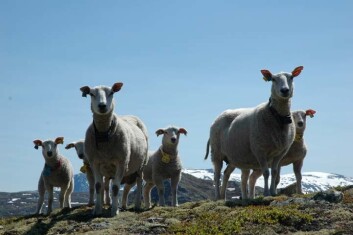 Sauene kan vokte tregrensa – hvis de får lov. (Foto: Atle Mysterud) Sauene kan vokte tregrensa – hvis de får lov. (Foto: Atle Mysterud)