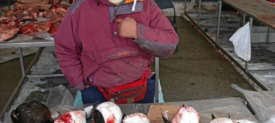 Efraim selger alker og reinsdyrkjøtt i Nuuk, hovedstaden på Grønland. På få tiår har Grønland gått fra et tradisjonelt fangssamfunn til et moderne samfunn. Aftenposten