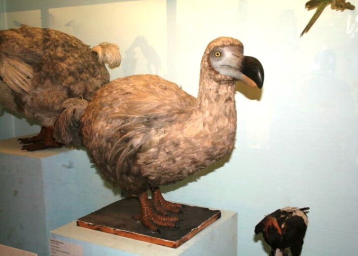 Rekonstruksjon av den utdødde dodo-fuglen. Å finne på Natural History Museum i London. Bildet er tatt av Heinz-Josef Lücking i 2006. (Foto: (Wikimedia Commons)) Rekonstruksjon av den utdødde dodo-fuglen. Å finne på Natural History Museum i London. Bildet er tatt av Heinz-Josef Lücking i 2006. (Foto: (Wikimedia Commons))