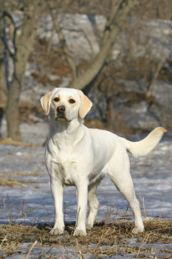 Hunder er utrolig raserene. Hver rase har fått helt unike gener. Det er bare en av de nye innsiktene vi har fått fra en stor studie av hunde-DNA. (Foto: Colourbox) Hunder er utrolig raserene. Hver rase har fått helt unike gener. Det er bare en av de nye innsiktene vi har fått fra en stor studie av hunde-DNA. (Foto: Colourbox)